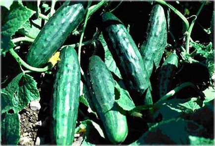 Огірок - cucumber, encyclopedia of fruits and vegetables in the world