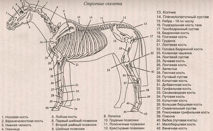 Despre un cal cu o clavicula (Igor Borisovich kargin)