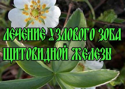 Досвід лікування вузлового зоба щитовидної залози корінням перстачу, лікування в домашніх умовах