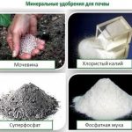 Szerves trágyák, amit ők azok típusát és jellemzőit, hogyan kell alkalmazni, és azok (organikus) Szerves trágyák, amit ők azok típusát és jellemzőit, hogyan kell alkalmazni, és tegyék