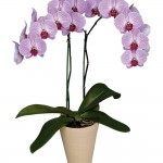 Phalaenopsis orchidea otthoni gondozást