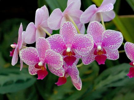 Phalaenopsis orchidea otthoni gondozást