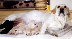 Alapjai megfelelő etetési Labrador (etetés) Alapjai megfelelő táplálás Labrador