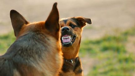 Principalele cauze ale agresiunii la câini, câini și pui