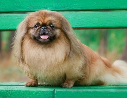 Caracteristicile rasei de câine Pekingese