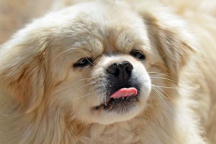 Caracteristicile rasei de câine Pekingese