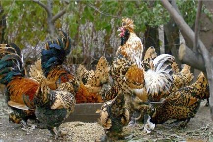 Selectarea numărului de pui de găină pentru selecția și reproducerea puiilor