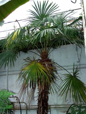 Palma - design exotic pe scară largă - peisaj de mâini proprii