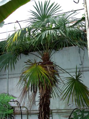 Palma - egzotikus nagy fák - táj design saját kéz (tenyér) Palma - egzotikus nagy fák - kerttervezés saját kezét