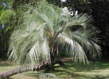 Palma - egzotikus nagy fák - táj design saját kéz (tenyér) Palma - egzotikus nagy fák - kerttervezés saját kezét