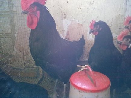 Pantsirevskaya fajta csirkék leírására, jellemzésére és fotó