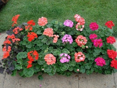 Pelargonium és geránium a különbség ültetés és gondozás (muskátli) Pelargonium és geránium a különbség ültetés és gondozás