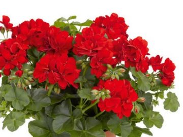 Pelargonium și geranium în ceea ce este diferența dintre plantare și îngrijire