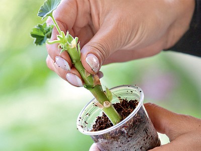 Pelargonium și geranium în ceea ce este diferența dintre plantare și îngrijire
