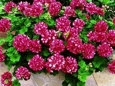 Pelargonium și geranium în ceea ce este diferența dintre plantare și îngrijire