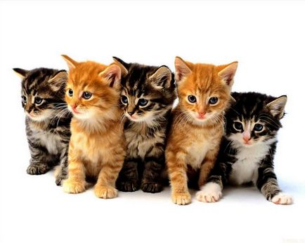 Site-ul personal - culorile pisicilor domestice