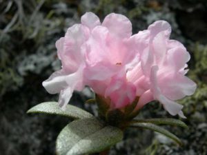 Proprietăți medicinale și fotografii ale curenților de pirită (Program de timp de admisie) Pyrus creeping proprietăți medicinale și fotografii