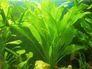 Харчування водних рослин в ваших акваріумах