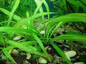 Харчування водних рослин в ваших акваріумах