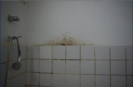 Mucegai în baie cu ce înseamnă să scapi de ea și cum să curăți mucegaiul negru