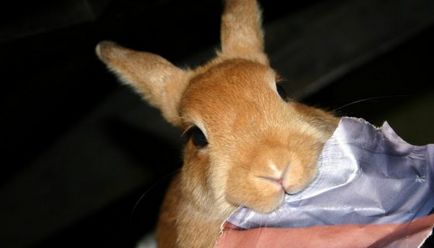 Чому кусаються кролики
