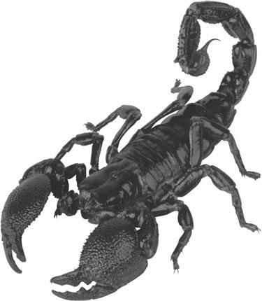 Miért az emberek félnek a skorpiók