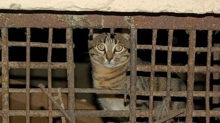 Support immuring petíció ellen macskák a pincében