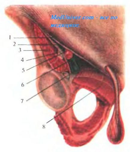 Подфасціальной шар передньої області стегна