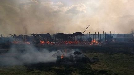 Un adăpost pentru câini a fost ars pentru animale 70 de câini arși în viață (foto)