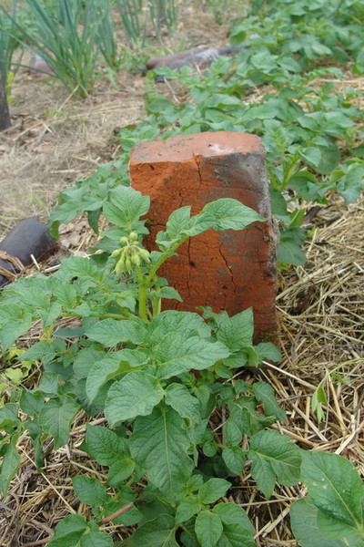 Pământ încălzit pentru cartofi timpurii - o cabană de vară minunată