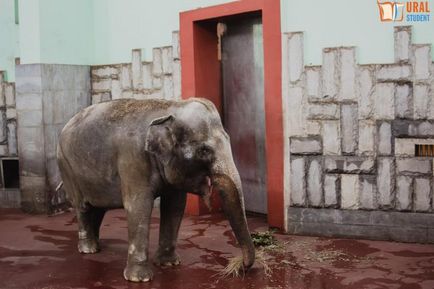 Sub baldachinul grădinii zoologice - călătoria noastră spre lemuri