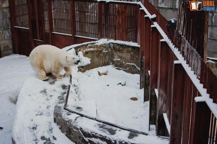 Sub baldachinul grădinii zoologice - călătoria noastră spre lemuri