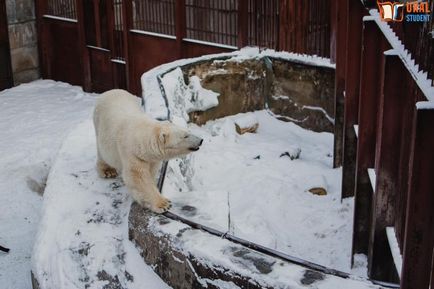 Sub baldachinul grădinii zoologice - călătoria noastră spre lemuri