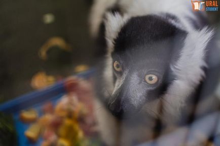Sub baldachinul grădinii zoologice - călătoria noastră spre lemuri