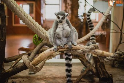 Sub baldachinul grădinii zoologice - călătoria noastră spre lemuri