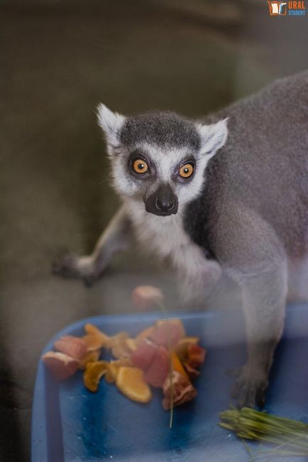 Sub baldachinul grădinii zoologice - călătoria noastră spre lemuri