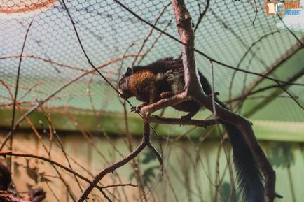 Sub baldachinul grădinii zoologice - călătoria noastră spre lemuri