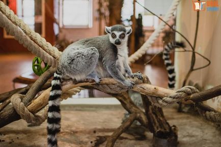 Sub baldachinul grădinii zoologice - călătoria noastră spre lemuri