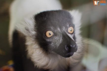 Sub baldachinul grădinii zoologice - călătoria noastră spre lemuri