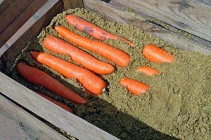 Корисні властивості моркви солодкий десерт і лікарський засіб