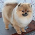 Pomeranian băiat sau fată din Pomerania, decordog