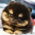 Pomeranian băiat sau fată din Pomerania, decordog