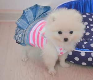 Pomeranian băiat sau fată din Pomerania, decordog