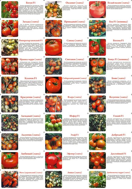 Помідори в теплиці докладна інструкція по посадці і догляду томатів