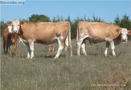 Népszerű az orosz tejelő tehenek