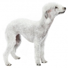 American Eskimo breed - fotografie, caracteristici, îngrijire, prețul unui câine
