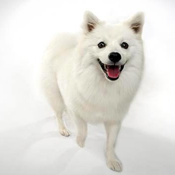 American Eskimo breed - fotografie, caracteristici, îngrijire, prețul unui câine