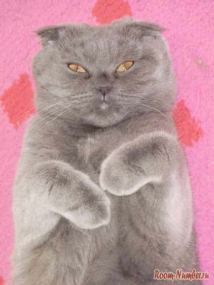 Scottish Fold