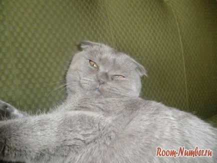 Scottish Fold