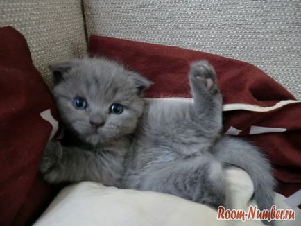 Scottish Fold